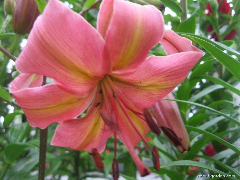 Lilium x hybridum Pearl Jessica (Lily) Lilium x hybridum Pearl Jessica (Lily)