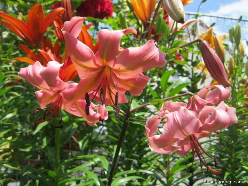 Lilium x hybridum Pearl Jessica (Lily) Lilium x hybridum Pearl Jessica (Lily)