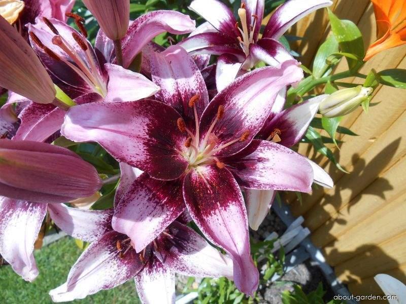 Lilium x hybridum Thesire (Lily) Lilium x hybridum Thesire (Lily)