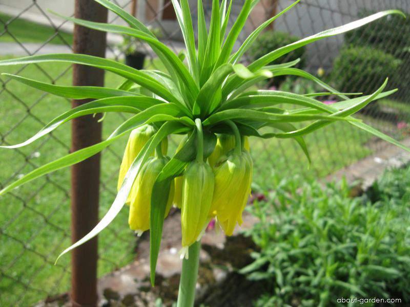 Fritillaria imperialis Lutea (Imperial Fritillary) Fritillaria imperialis Lutea (Imperial Fritillary)