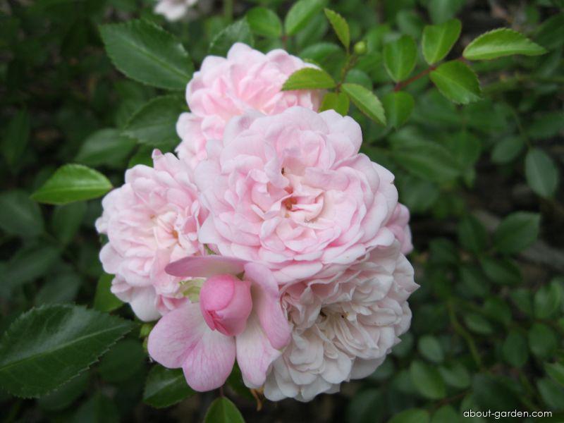 Rosa The Fairy Bentall, 1932 (Rose) Rosa The Fairy Bentall, 1932 (Rose)