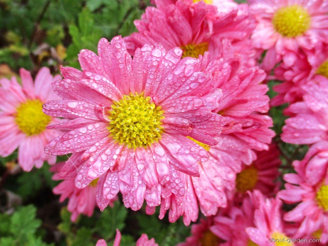Chrysanthemum x morifolium Dulwich Pink (Chrysanthemum) Chrysanthemum x morifolium Dulwich Pink (Chrysanthemum)