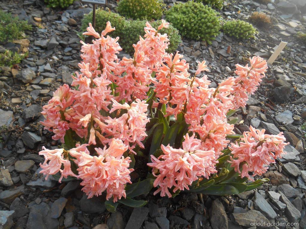 Hyacinthus orientalis Gipsy Queen (Common Hyacinth) Hyacinthus orientalis Gipsy Queen (Common Hyacinth)