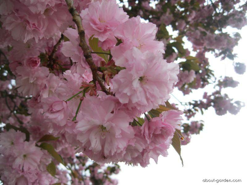 Prunus serrulata Lindl. (Japanese Cherry) Prunus serrulata Lindl. (Japanese Cherry)