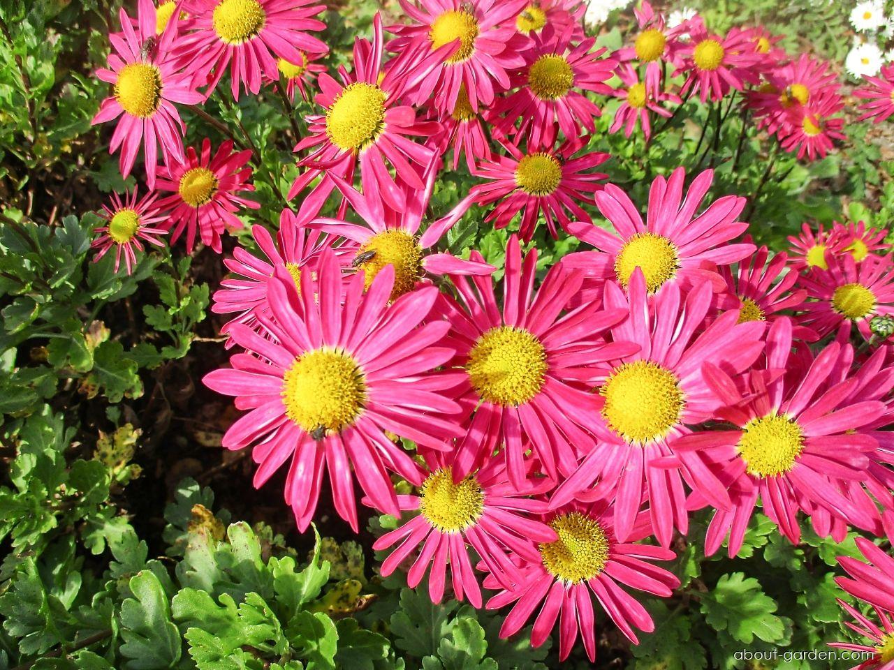 Chrysanthemum x morifolium Mrs Jessie Cooper (Chrysanthemum) Chrysanthemum x morifolium Mrs Jessie Cooper (Chrysanthemum)