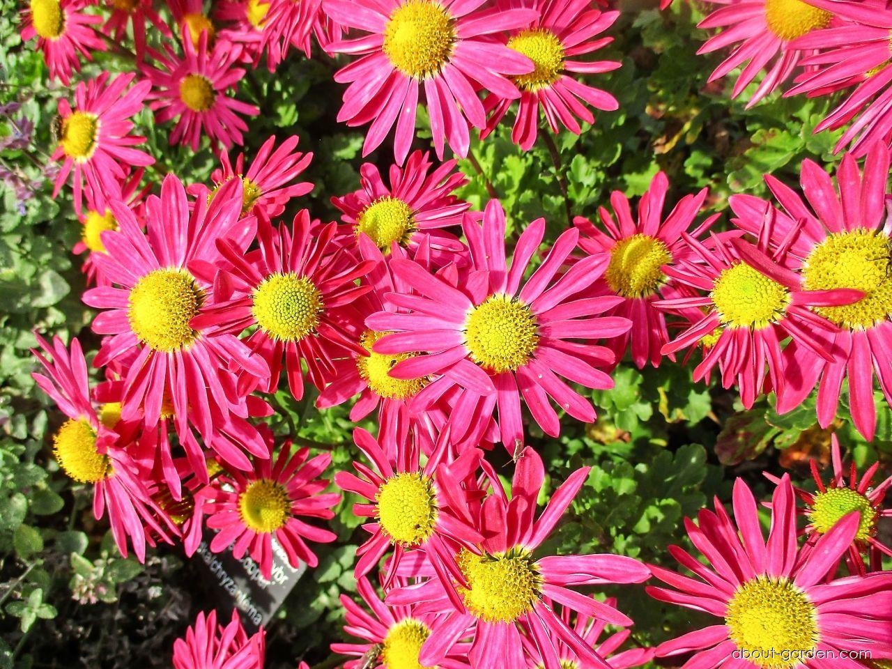 Chrysanthemum x morifolium Mrs Jessie Cooper (Chrysanthemum) Chrysanthemum x morifolium Mrs Jessie Cooper (Chrysanthemum)