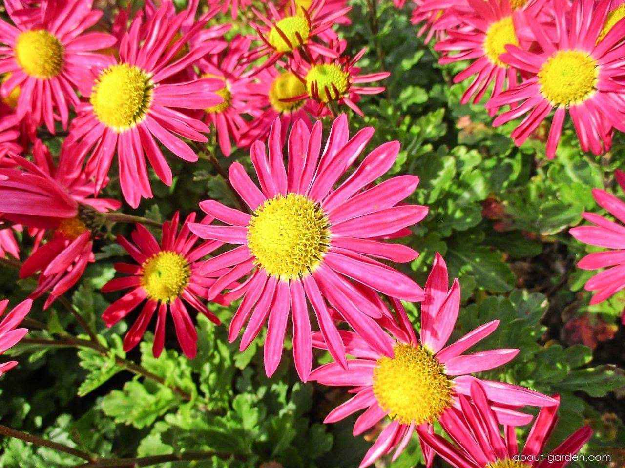 Chrysanthemum x morifolium Mrs Jessie Cooper (Chrysanthemum) Chrysanthemum x morifolium Mrs Jessie Cooper (Chrysanthemum)