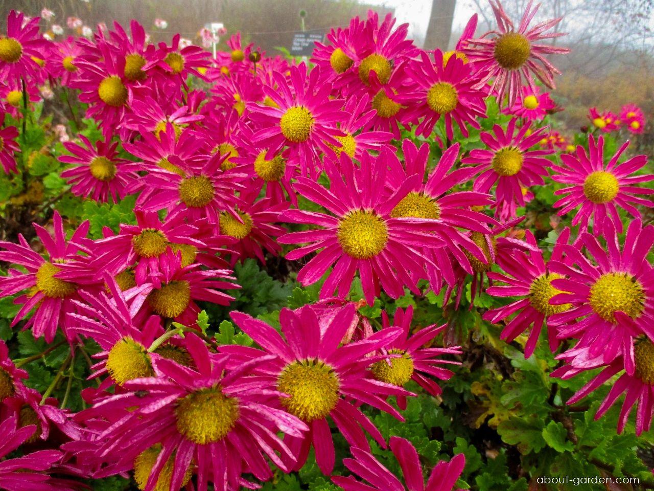 Chrysanthemum x morifolium Mrs Jessie Cooper (Chrysanthemum) Chrysanthemum x morifolium Mrs Jessie Cooper (Chrysanthemum)