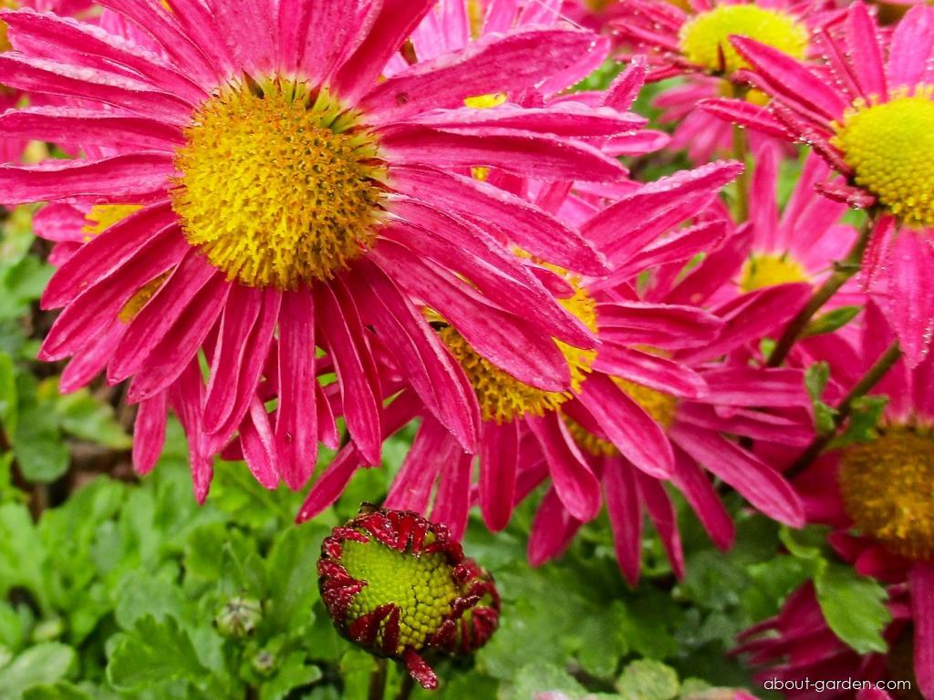 Chrysanthemum x morifolium Mrs Jessie Cooper (Chrysanthemum) Chrysanthemum x morifolium Mrs Jessie Cooper (Chrysanthemum)