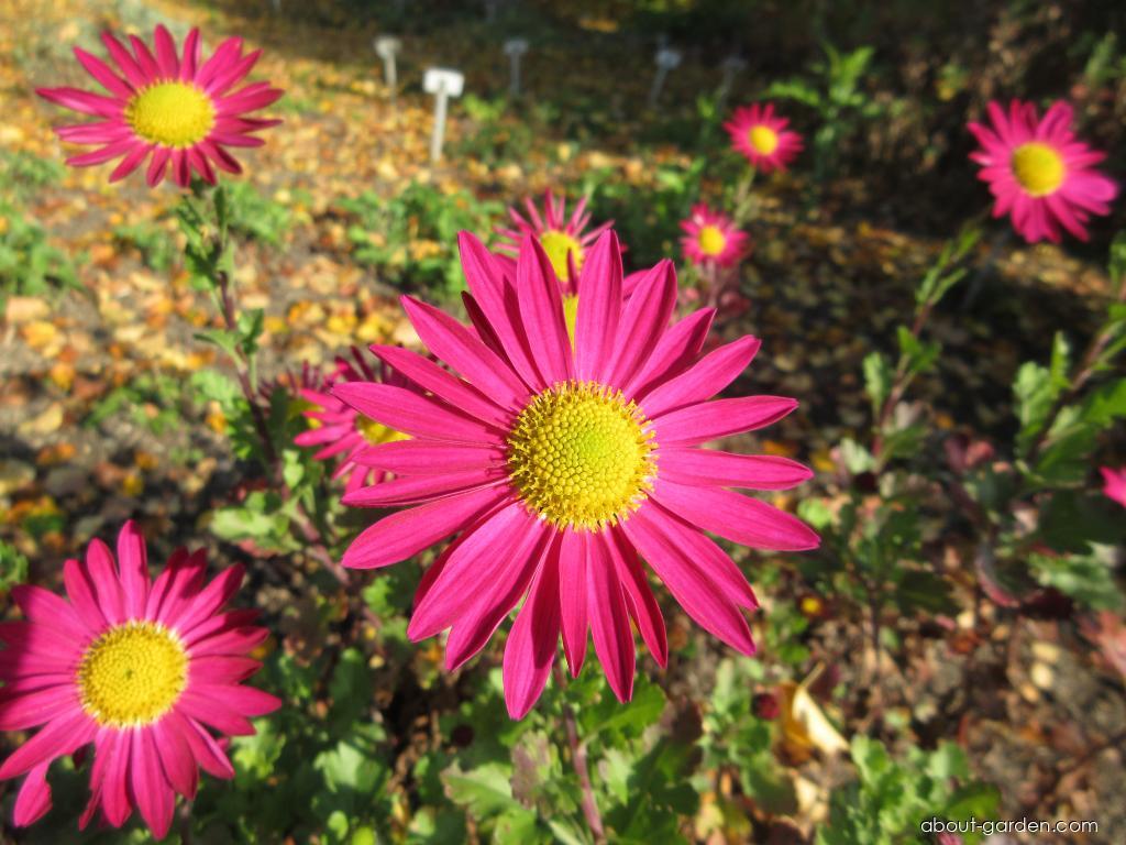 Chrysanthemum x morifolium Mrs Jessie Cooper (Chrysanthemum) Chrysanthemum x morifolium Mrs Jessie Cooper (Chrysanthemum)