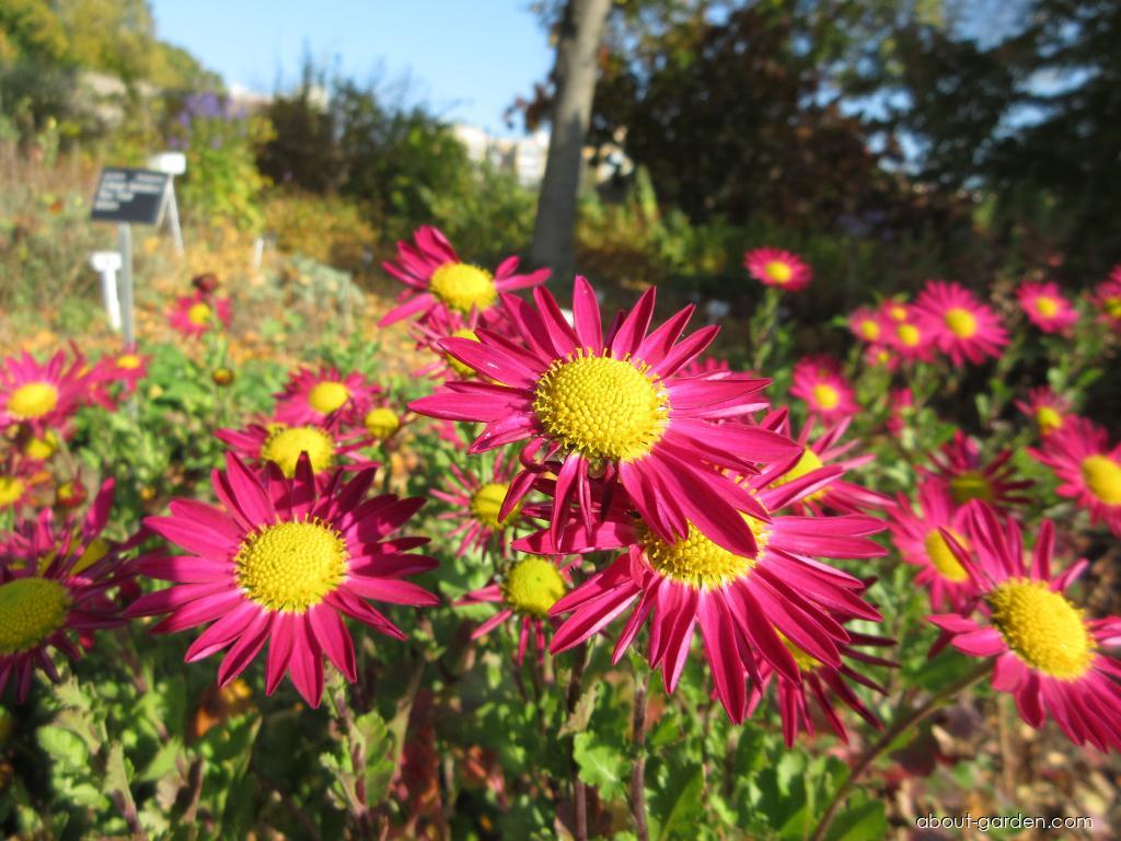 Chrysanthemum x morifolium Mrs Jessie Cooper (Chrysanthemum) Chrysanthemum x morifolium Mrs Jessie Cooper (Chrysanthemum)