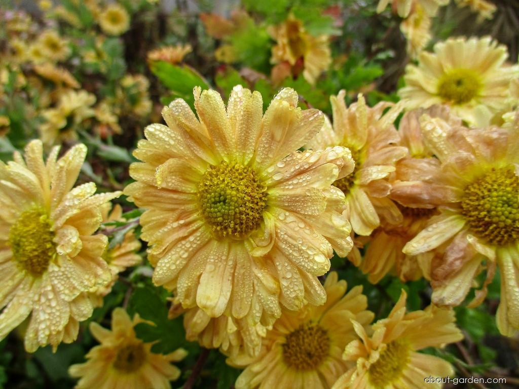 Chrysanthemum x morifolium Šlapanická Vladěnka (Chrysanthemum) Chrysanthemum x morifolium Šlapanická Vladěnka (Chrysanthemum)