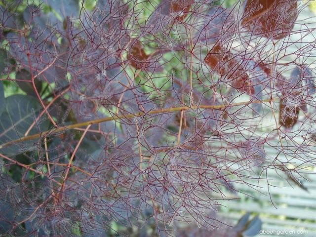 Cotinus coggygria Royal Purple (European Smoketree) Cotinus coggygria Royal Purple (European Smoketree)