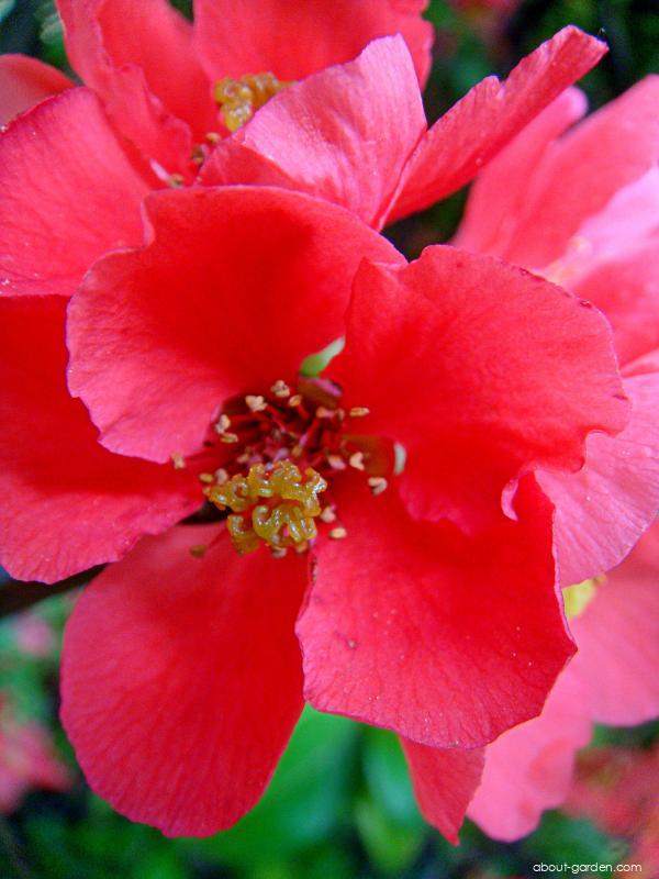 Chaenomeles japonica (Japanese quince) Chaenomeles japonica (Japanese quince)