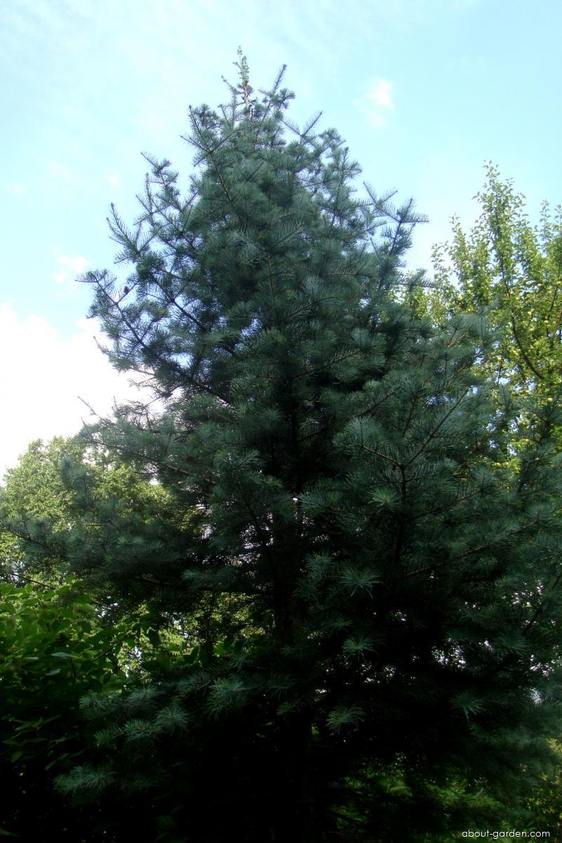 Abies concolor (GORD.) HOPES. (Colorado white fir) Abies concolor (GORD.) HOPES. (Colorado white fir)