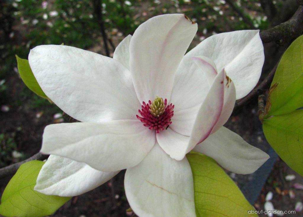 Magnolia x soulangeana SOUL. - BOD. (Saucer Magnolia) Magnolia x soulangeana SOUL. - BOD. (Saucer Magnolia)