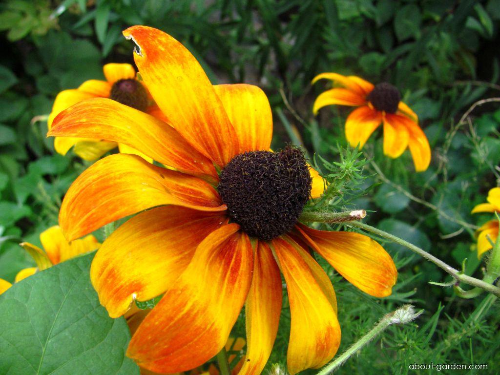 Rudbeckia hirta L. (Black-eyed Susan) Rudbeckia hirta L. (Black-eyed Susan)