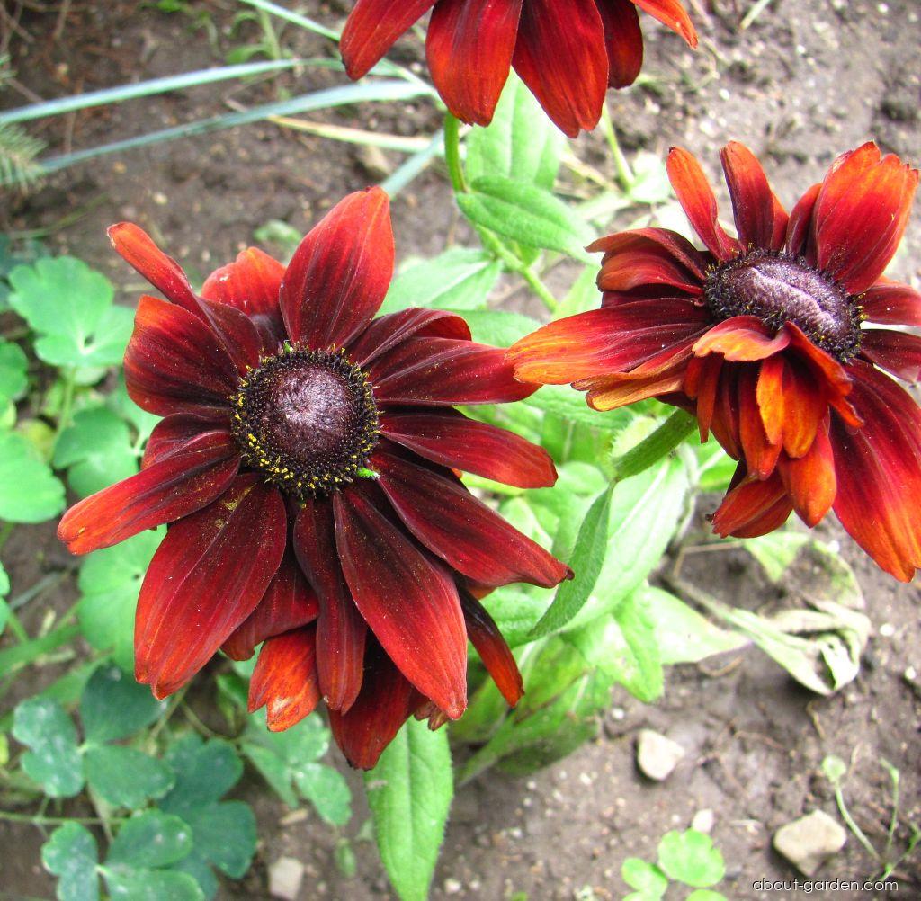 Rudbeckia hirta L. (Black-eyed Susan) Rudbeckia hirta L. (Black-eyed Susan)