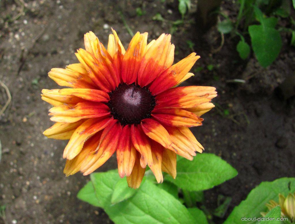 Rudbeckia hirta L. (Black-eyed Susan) Rudbeckia hirta L. (Black-eyed Susan)