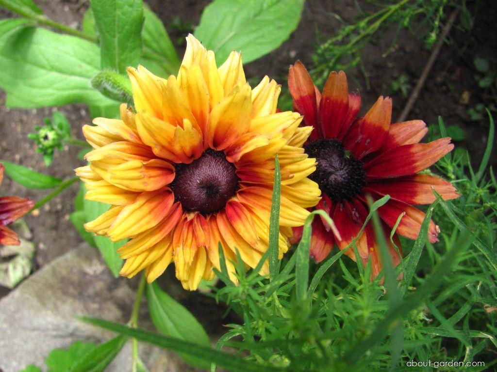 Rudbeckia hirta L. (Black-eyed Susan) Rudbeckia hirta L. (Black-eyed Susan)