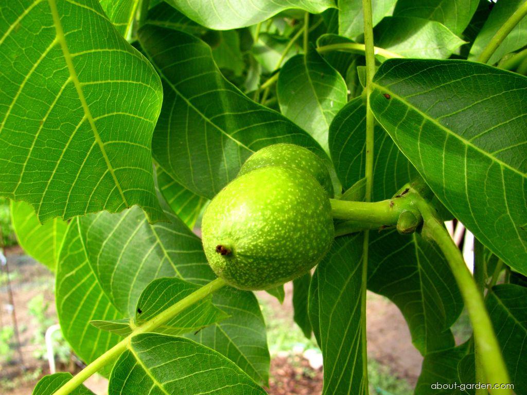 Juglans regia L. (Walnut) Juglans regia L. (Walnut)