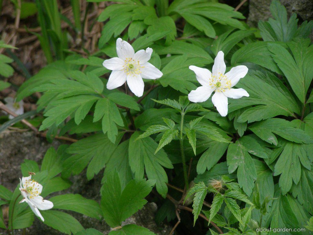 Anemone nemorosa L. (Wood Anemone) Anemone nemorosa L. (Wood Anemone)