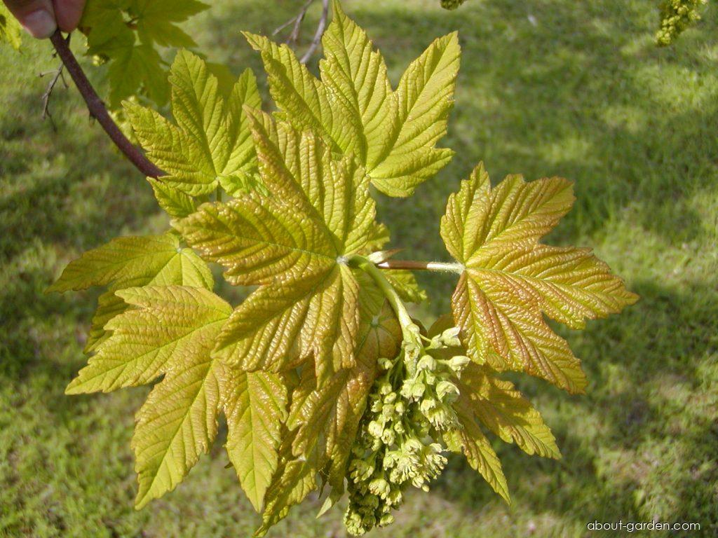 Acer pseudoplatanus L. (sycamore maple) Acer pseudoplatanus L. (sycamore maple)