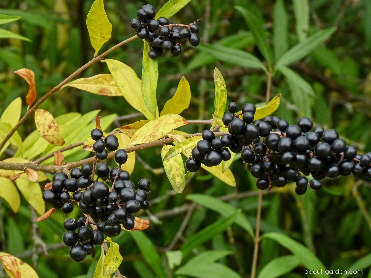 Ligustrum vulgare L. (European privet) Ligustrum vulgare L. (European privet)