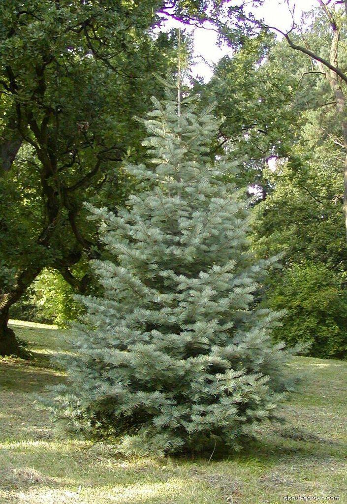 Abies concolor (GORD.) HOPES. (Colorado white fir) Abies concolor (GORD.) HOPES. (Colorado white fir)