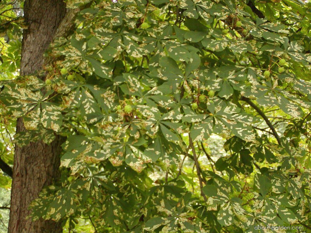 Aesculus hippocastanum L. (Horse-chestnut) Aesculus hippocastanum L. (Horse-chestnut)