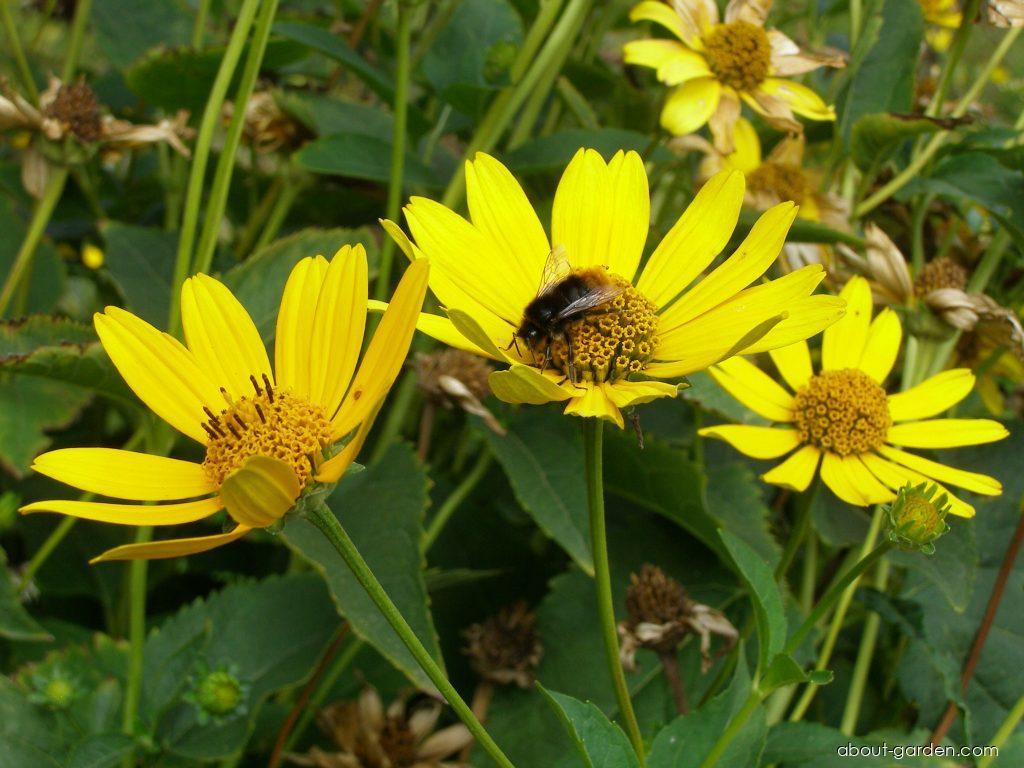 Heliopsis helianthoides (L.) SWEET (smooth oxeye) Heliopsis helianthoides (L.) SWEET (smooth oxeye)