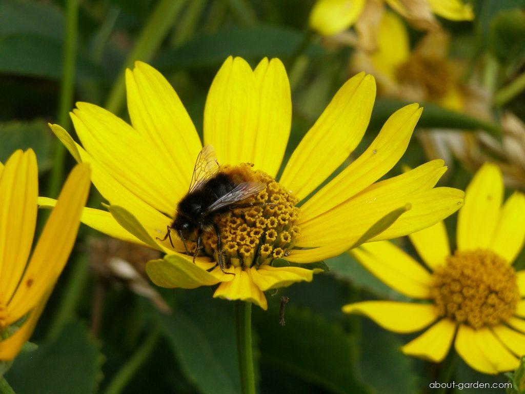 Heliopsis helianthoides (L.) SWEET (smooth oxeye) Heliopsis helianthoides (L.) SWEET (smooth oxeye)