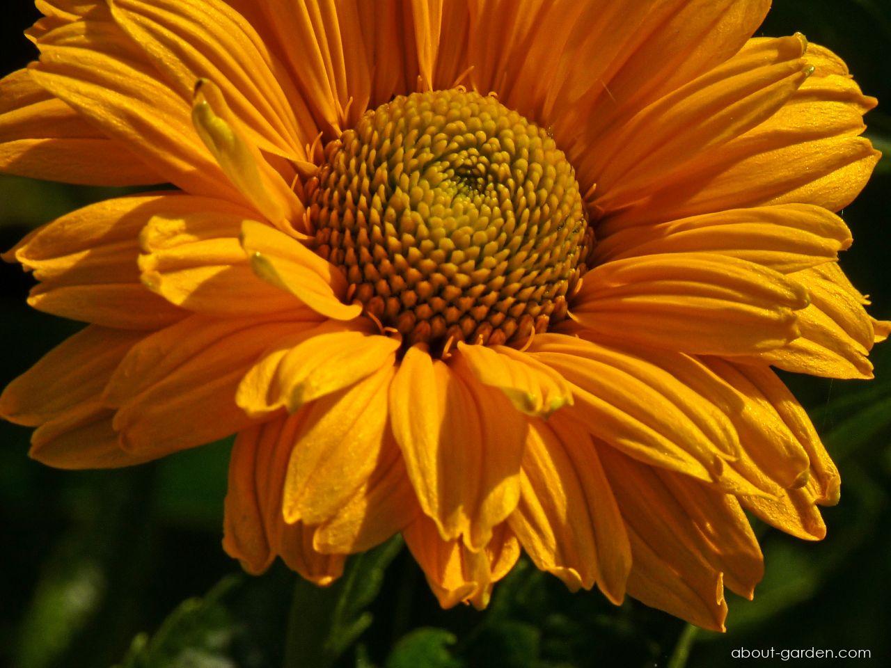 Heliopsis helianthoides var. scabra (DUN.) FERN. (smooth oxeye) Heliopsis helianthoides var. scabra (DUN.) FERN. (smooth oxeye)