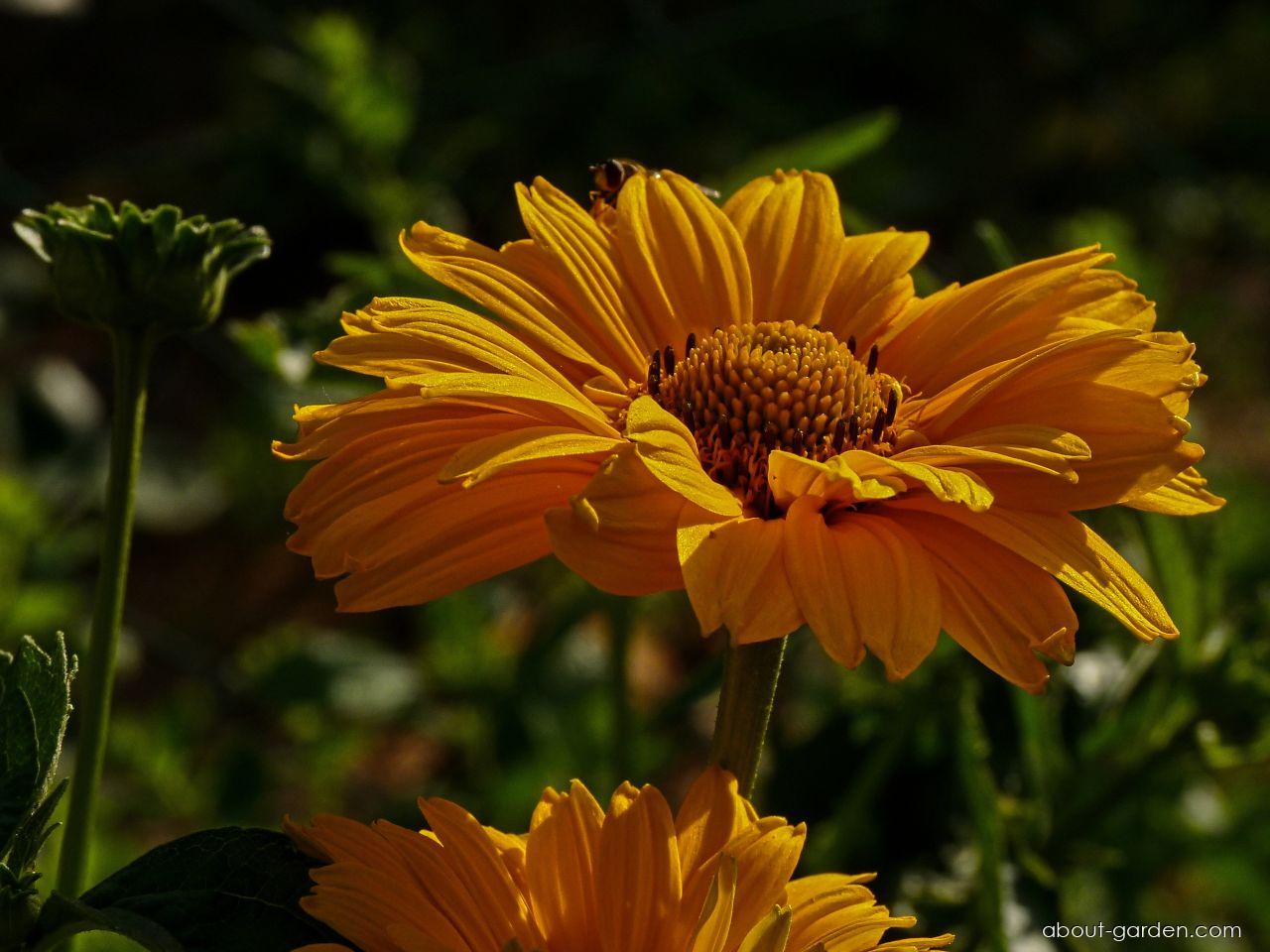 Heliopsis helianthoides var. scabra (DUN.) FERN. (smooth oxeye) Heliopsis helianthoides var. scabra (DUN.) FERN. (smooth oxeye)