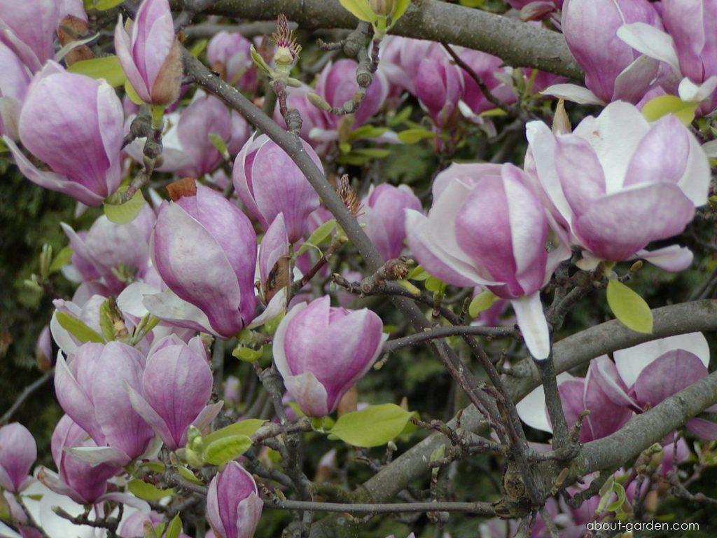 Magnolia x soulangeana SOUL. - BOD. (Saucer Magnolia) Magnolia x soulangeana SOUL. - BOD. (Saucer Magnolia)