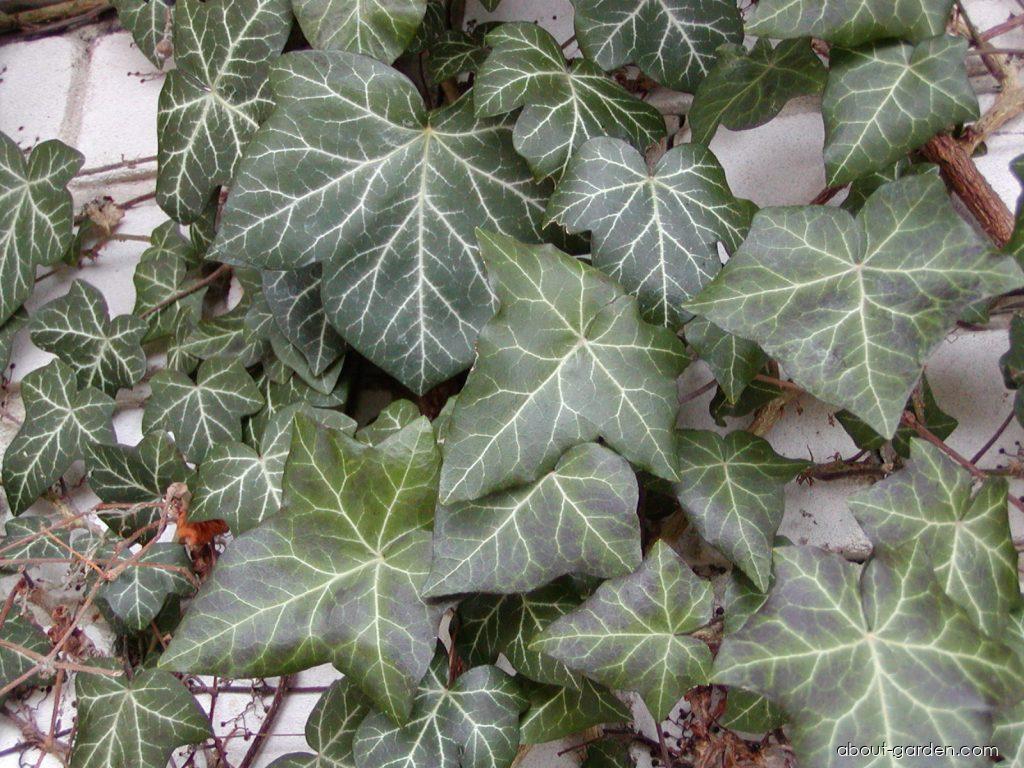 Hedera helix L. (English ivy) Hedera helix L. (English ivy)