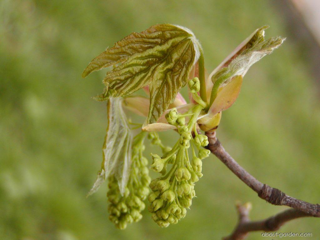 Acer pseudoplatanus L. (sycamore maple) Acer pseudoplatanus L. (sycamore maple)