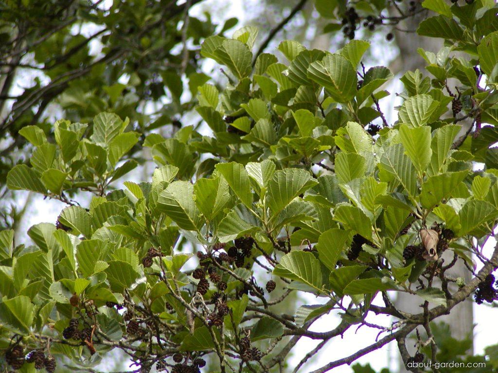 Alnus glutinosa (L.) GAERTN. (European alder) Alnus glutinosa (L.) GAERTN. (European alder)