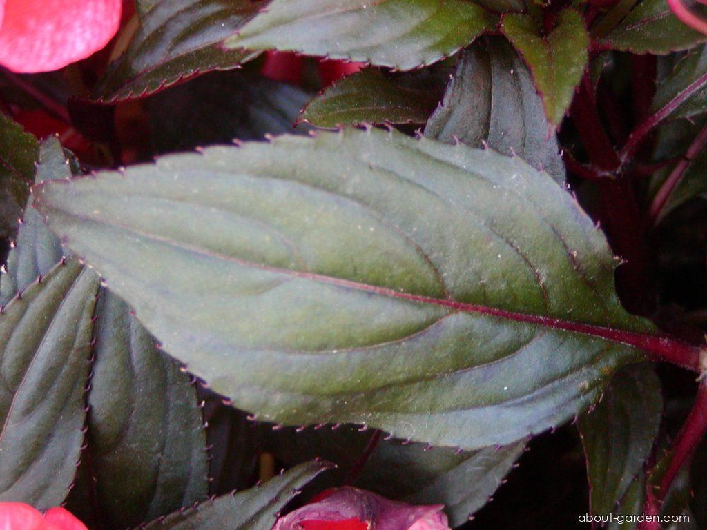 Impatiens New Guinea (New guinea impatiens) Impatiens New Guinea (New guinea impatiens)