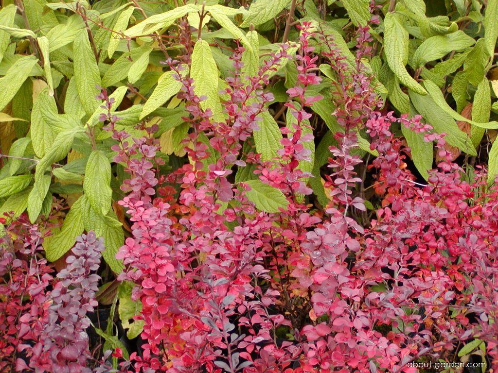 Berberis thunbergii Atropurpurea (Japanese barberry) Berberis thunbergii Atropurpurea (Japanese barberry)