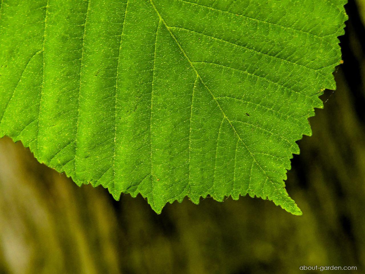Aesculus hippocastanum L. (Horse-chestnut) Aesculus hippocastanum L. (Horse-chestnut)