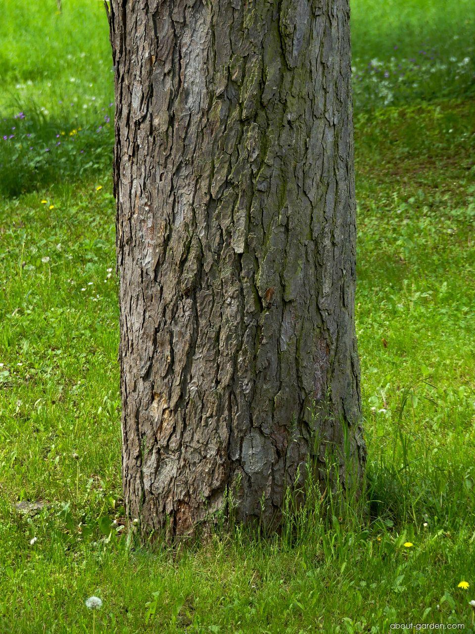 Aesculus hippocastanum L. (Horse-chestnut) Aesculus hippocastanum L. (Horse-chestnut)