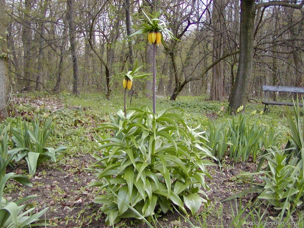 Fritillaria imperialis Lutea (Imperial Fritillary) Fritillaria imperialis Lutea (Imperial Fritillary)