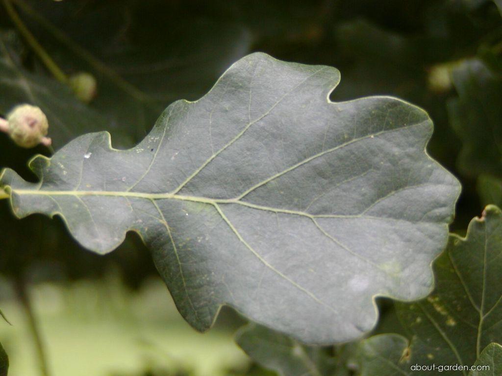 Quercus robur Fastigiata (Columnar English Oak) Quercus robur Fastigiata (Columnar English Oak)
