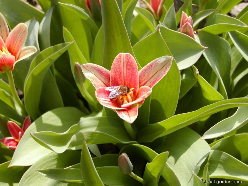 Tulipa kaufmanniana Jeantine (Kaufmanniana Tulip) Tulipa kaufmanniana Jeantine (Kaufmanniana Tulip)