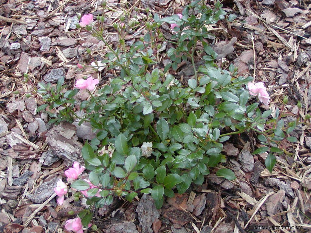 Rosa The Fairy Bentall, 1932 (Rose) Rosa The Fairy Bentall, 1932 (Rose)