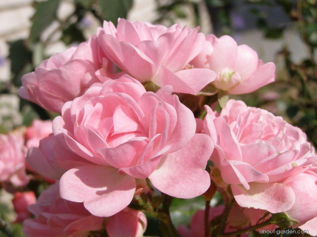 Rosa The Fairy Bentall, 1932 (Rose) Rosa The Fairy Bentall, 1932 (Rose)