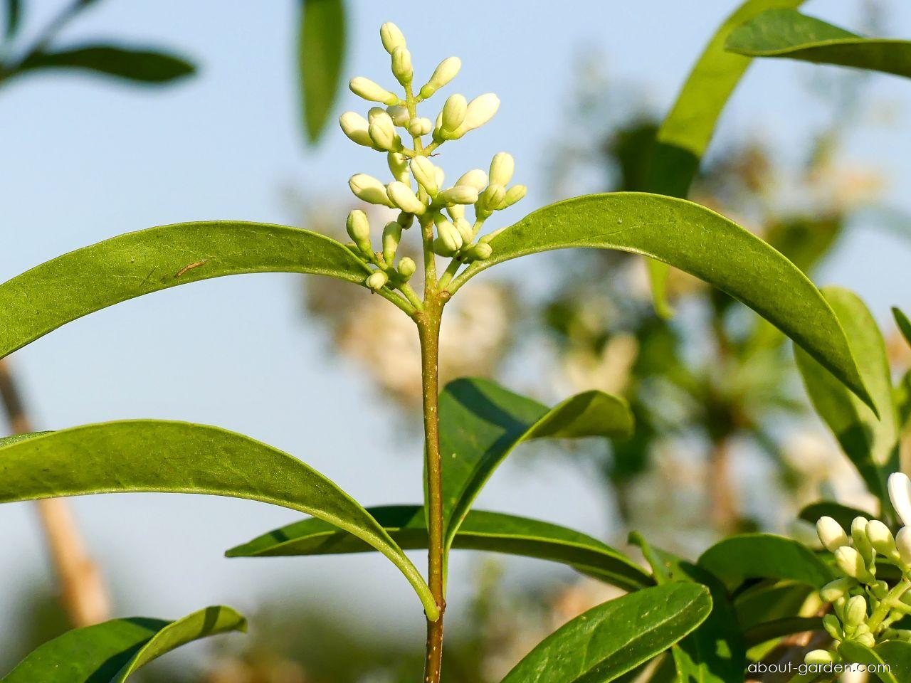 Ligustrum vulgare L. (European privet) Ligustrum vulgare L. (European privet)