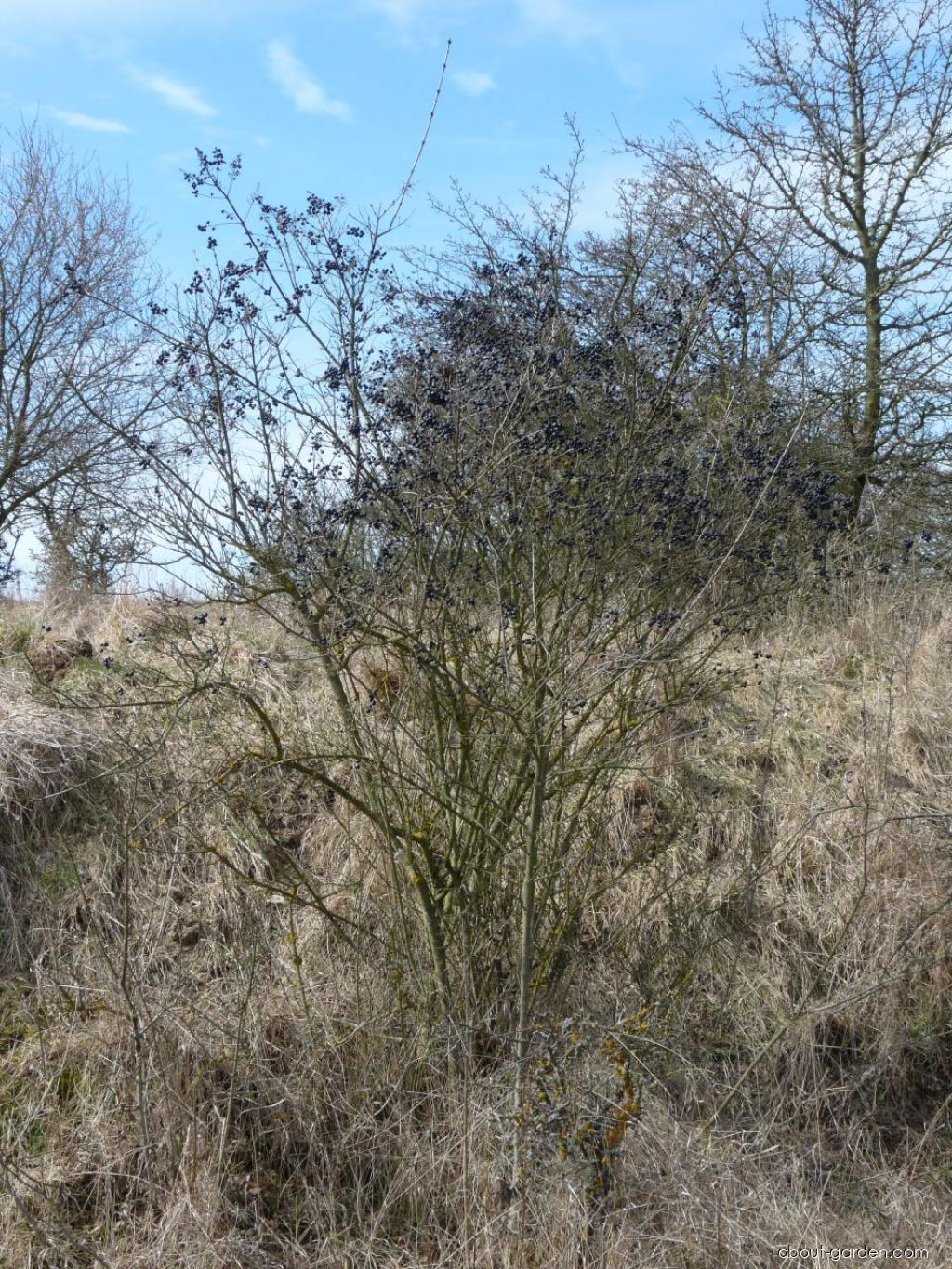 Ligustrum vulgare L. (European privet) Ligustrum vulgare L. (European privet)
