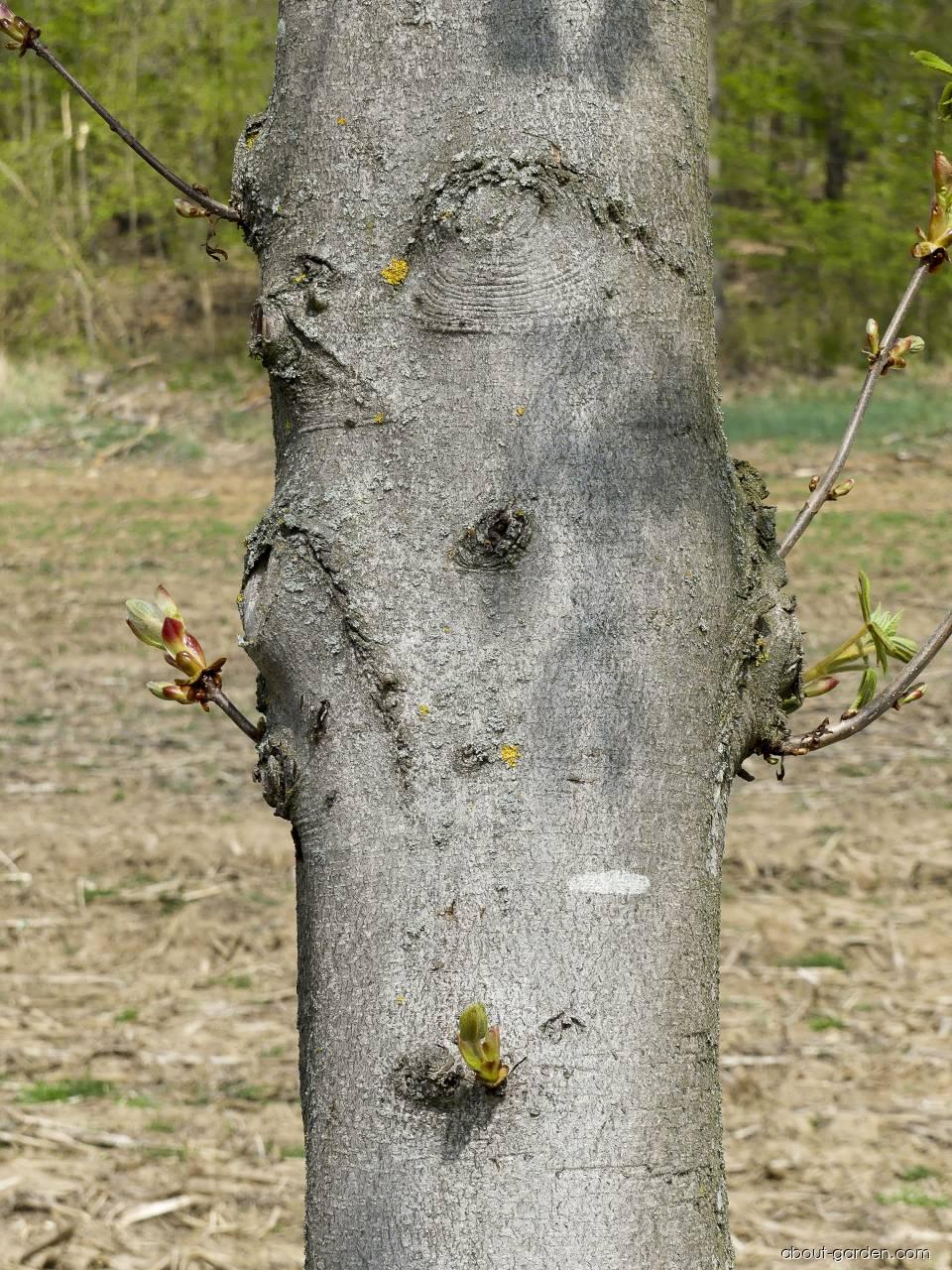 Aesculus hippocastanum L. (Horse-chestnut) Aesculus hippocastanum L. (Horse-chestnut)